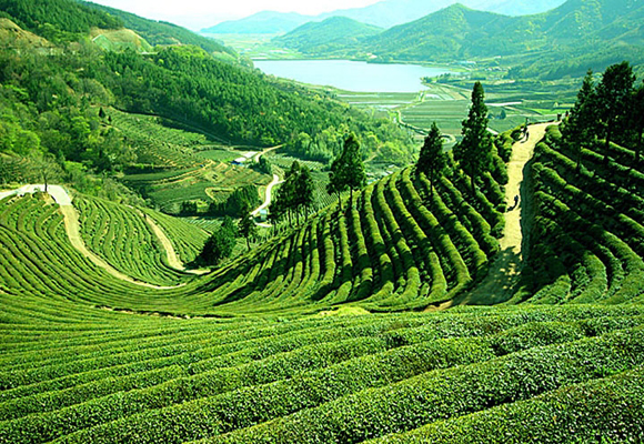 ASSAM, SHILLONG WITH KAZIRANGA